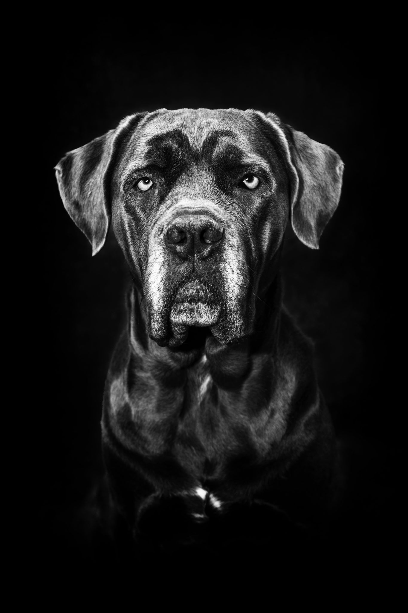 Photographe animal de compagnie, chien, portrait noir et blanc