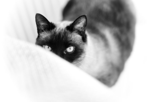 Photographe animal de compagnie, chat, noir et blanc
