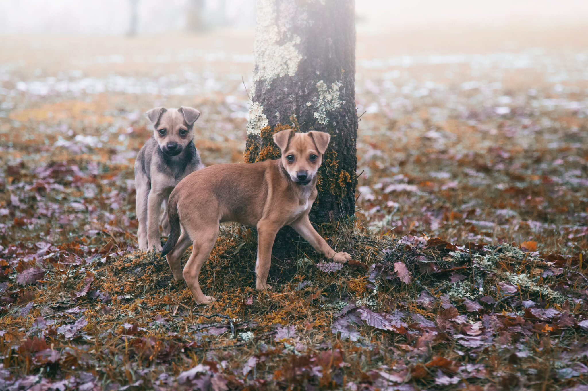 Photographe animaux de compagnie, bébés chiens, hiver, chiens en hiver, chiot Chihuahua, photo de chiot, chihuahua, Eternel Présent Photographie