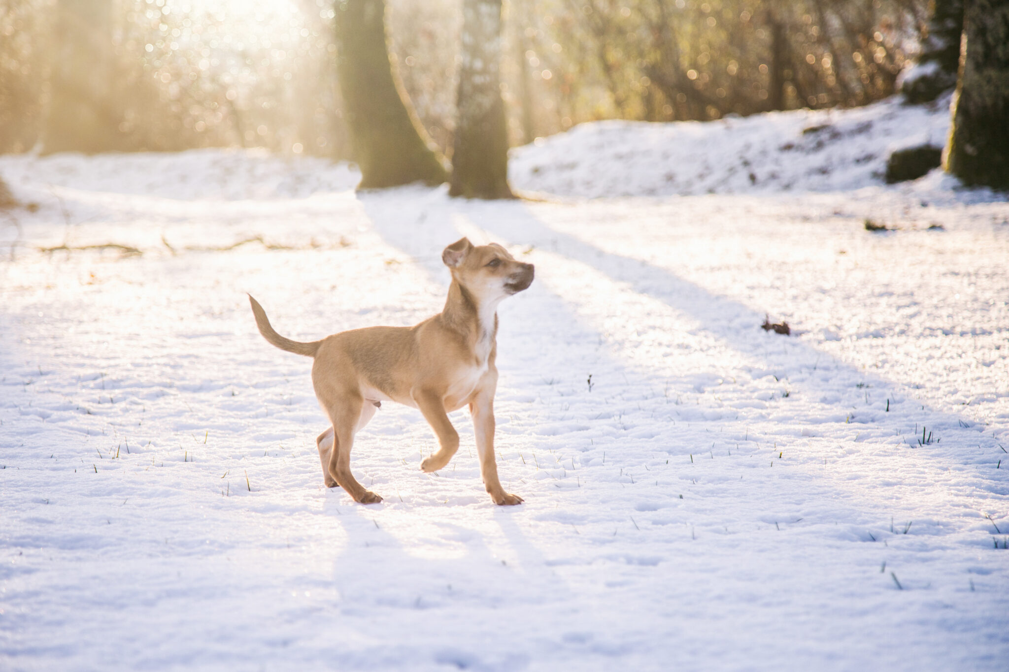 Photographe animalier, chien, bébé chien, neige, chien dans la neige, photo de chiot, chihuahua, Eternel Présent