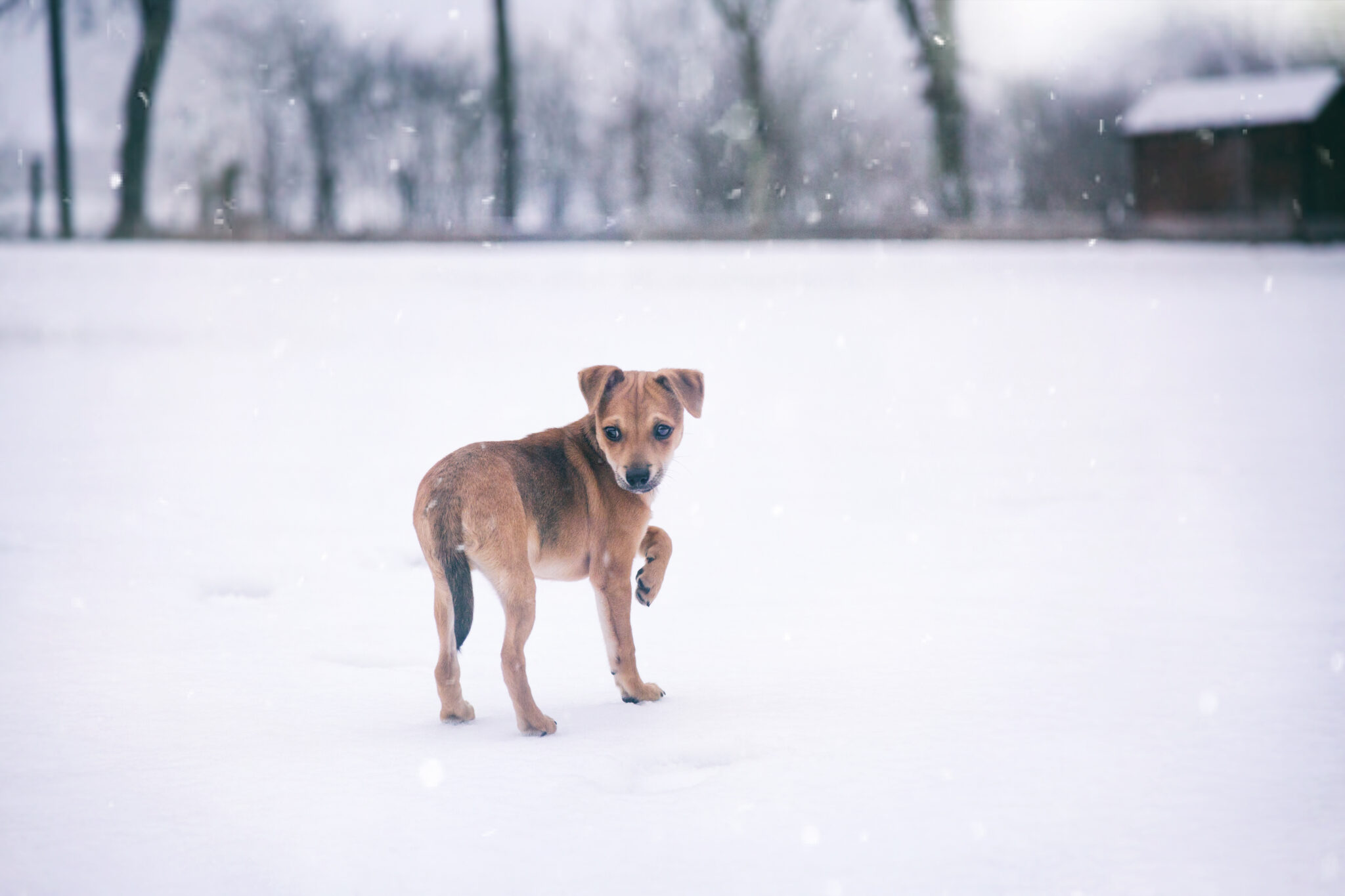 Photographe pour chien, chiot, neige, chien dans la neige, photo de chiot, chihuahua, Eternel Présent