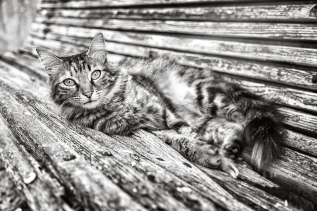 Photographe animal de compagnie, chat