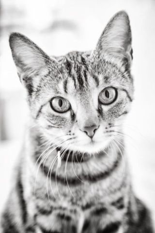 Photographe animal de compagnie, photo de chat en noir et blanc, PetShoot Photographie, Eternel Présent Photographie pour chat, photographe pour chat