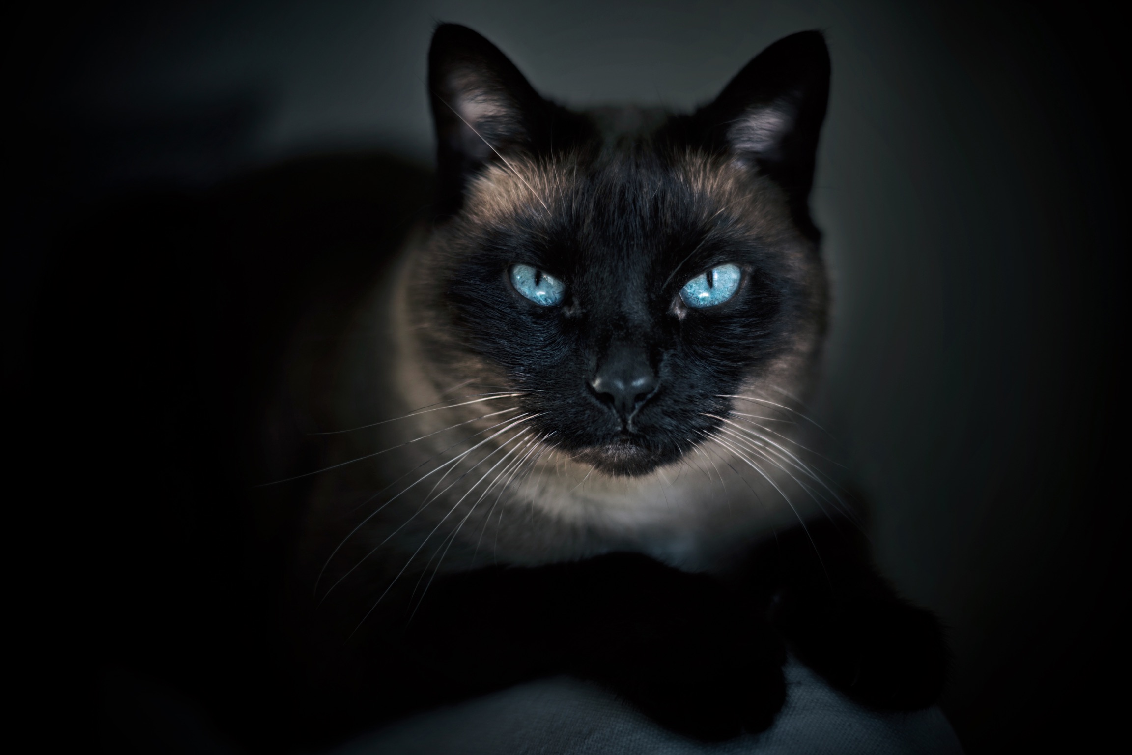 Photographe animal de compagnie, photo de chat noir, chat siamois, PetShoot Photographie, Eternel Présent Photographie pour chat, photographe pour chat