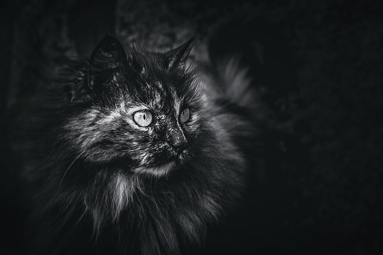 Photographe animal de compagnie, photo de chat en Noir et blanc, PetShoot Photographie, Eternel Présent Photographie pour chat, photographe pour chat