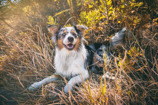 Photographe animal de compagnie, portrait chien, berger australien