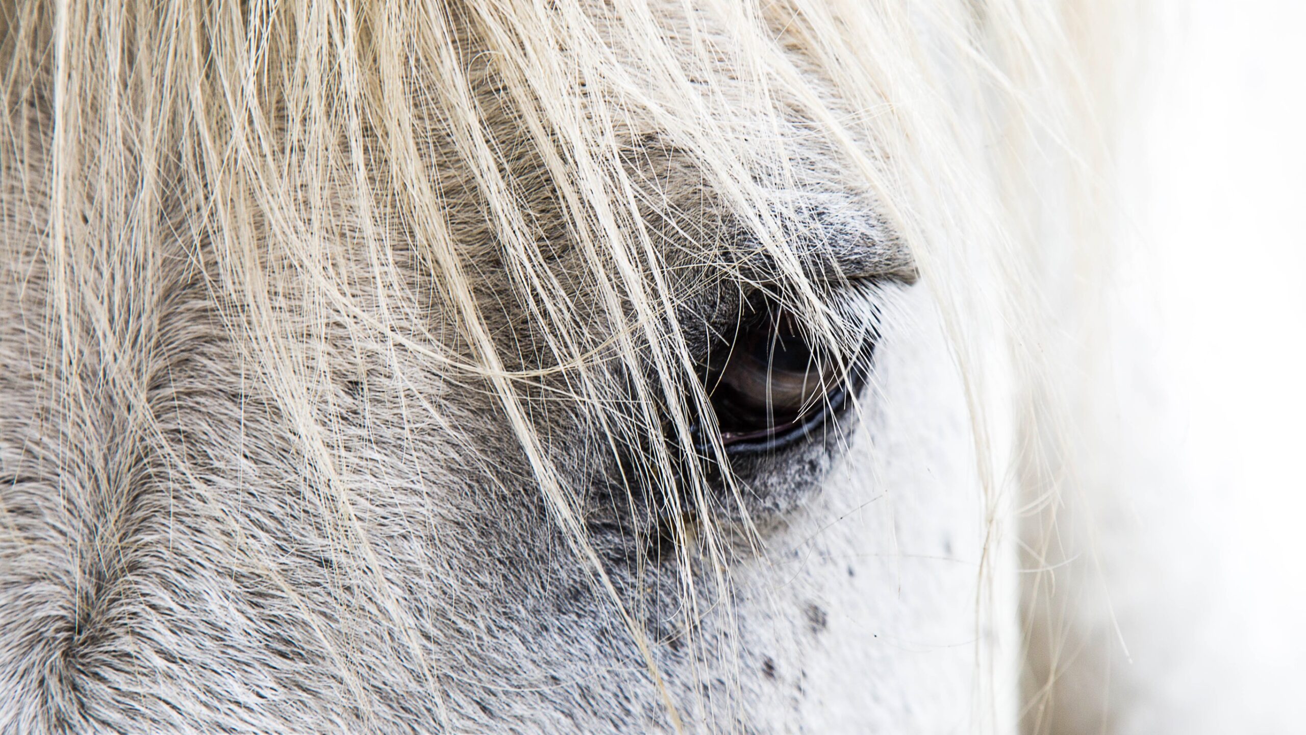 Photo de l'oeil d'un cheval blanc, Eternel Présent, photo cheval, cheval blanc, équitation