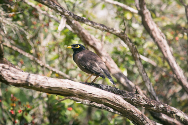 Photographe animalier, Mainate, Oiseaux, Ile Maurice, vie sauvage, PetShoot Photographie, Eternel Présent Photographie