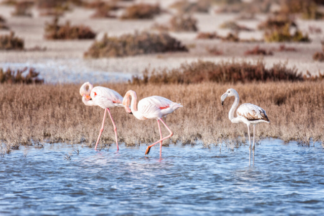 Photographe animalier, Flamants Roses, Camargue, Oiseaux, Vie Sauvage, Eternel Présent Photographie, Petshoot Photographie