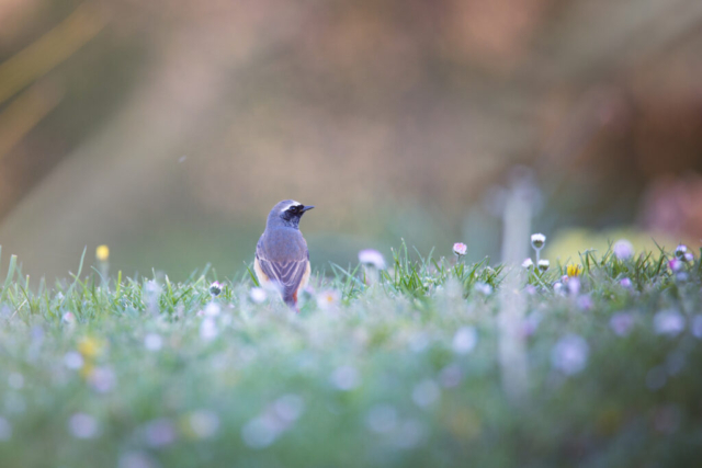 Photographe animalier, Oiseaux, vie sauvage, PetShoot Photographie, Eternel Présent Photographie