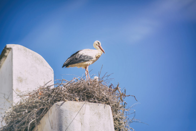 Photographe animalier, Cigognes, Portugal, Portimao, vie sauvage, PetShoot Photographie, Eternel Présent Photographie