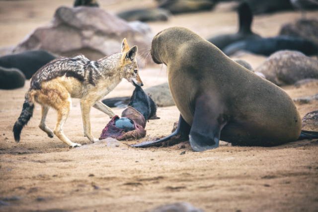 Photographe animalier, Coyote et Otarie, Afrique sauvage, Wild Life, Namibie,  PetShoot Photographie, Eternel Présent Photographie
