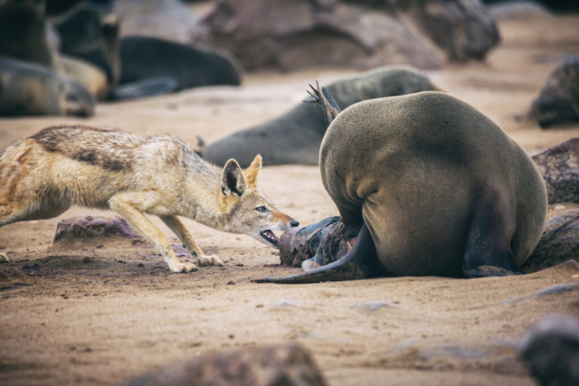 Photographe animalier, Coyote et Otarie, Wild Life, Namibie, Afrique sauvage, vie sauvage, PetShoot Photographie, Eternel Présent Photographie
