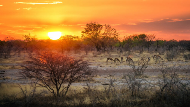Photographe animalier, Antilopes, Parc National d'Etosha, Namibie Afrique sauvage, vie sauvage, PetShoot Photographie, Eternel Présent Photographie