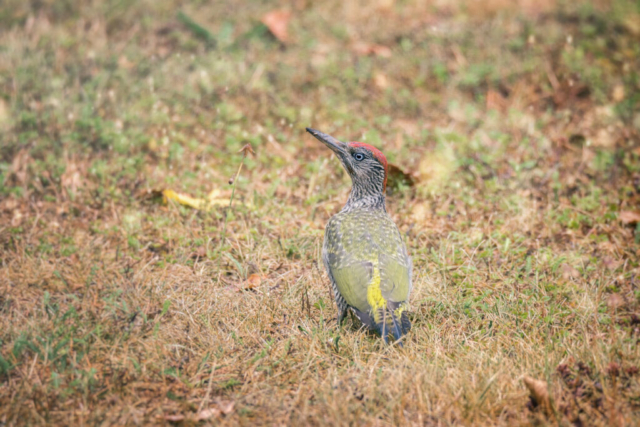 Photographe animalier, Pic Vert, Oiseaux, vie sauvage, PetShoot Photographie, Eternel Présent Photographie