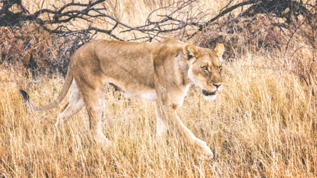 Photographe animalier, Lionne, Namibie, Wild Life, Félin, Vie Sauvage, Eternel Présent Photographie, Petshoot Photographie