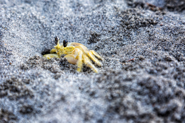 Photographe animalier, Crabe, vie marine, Caraïbes, vie sauvage, PetShoot Photographie, Eternel Présent Photographie