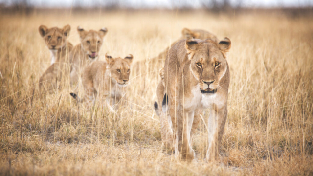 Photographe animalier, Lionne et ses lionceaux, Afrique sauvage, vie sauvage, PetShoot Photographie, Eternel Présent Photographie