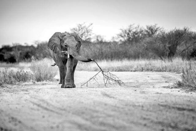 Photographe animalier,Eléphant, Noir et Blanc, Afrique sauvage, vie sauvage, PetShoot Photographie, Eternel Présent Photographie