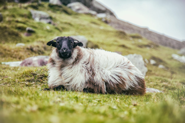 Photographe animalier, Mouton, Irlande, vie sauvage, PetShoot Photographie, Eternel Présent Photographie