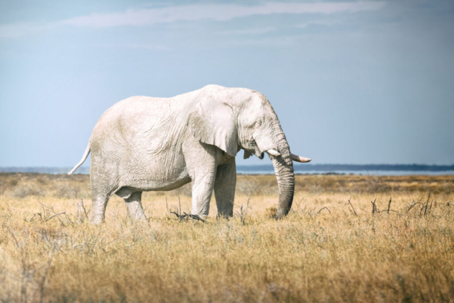 Photographe animalier, Eléphant d'Afrique, Wild Life, Namibie, Afrique sauvage, vie sauvage, PetShoot Photographie, Eternel Présent Photographie